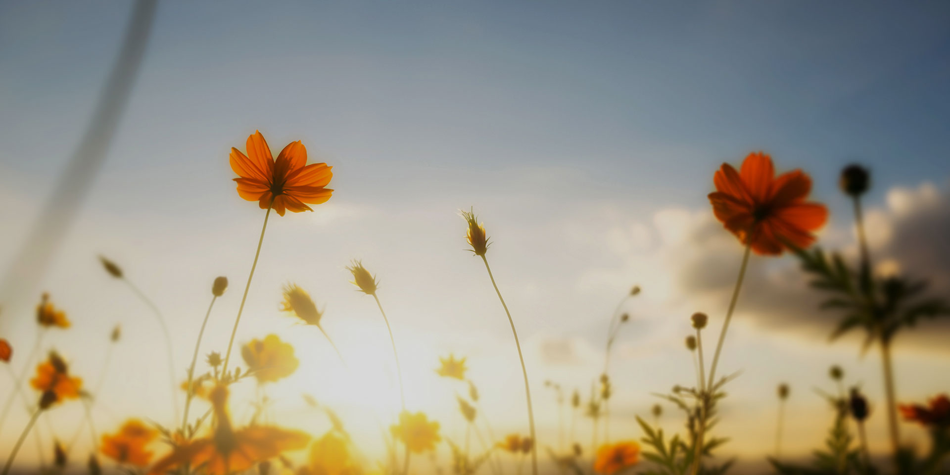 社會(huì)責(zé)任